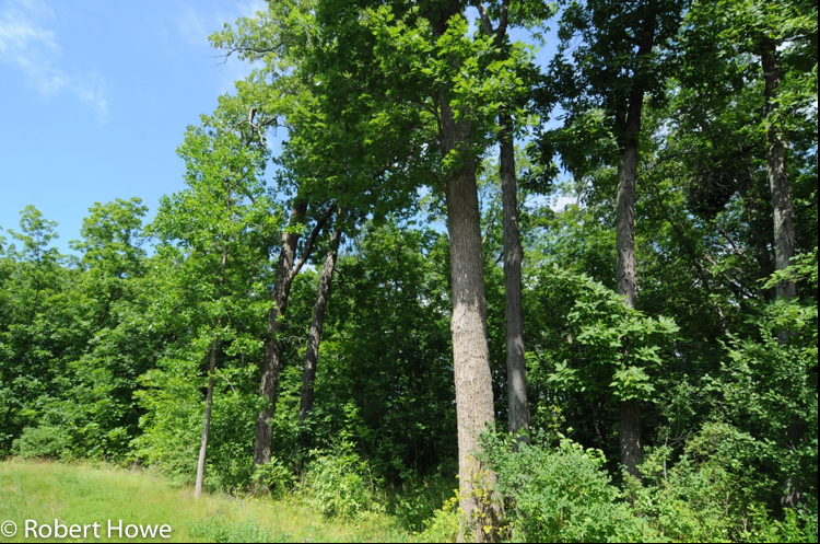Southern Dry Mesic Forest