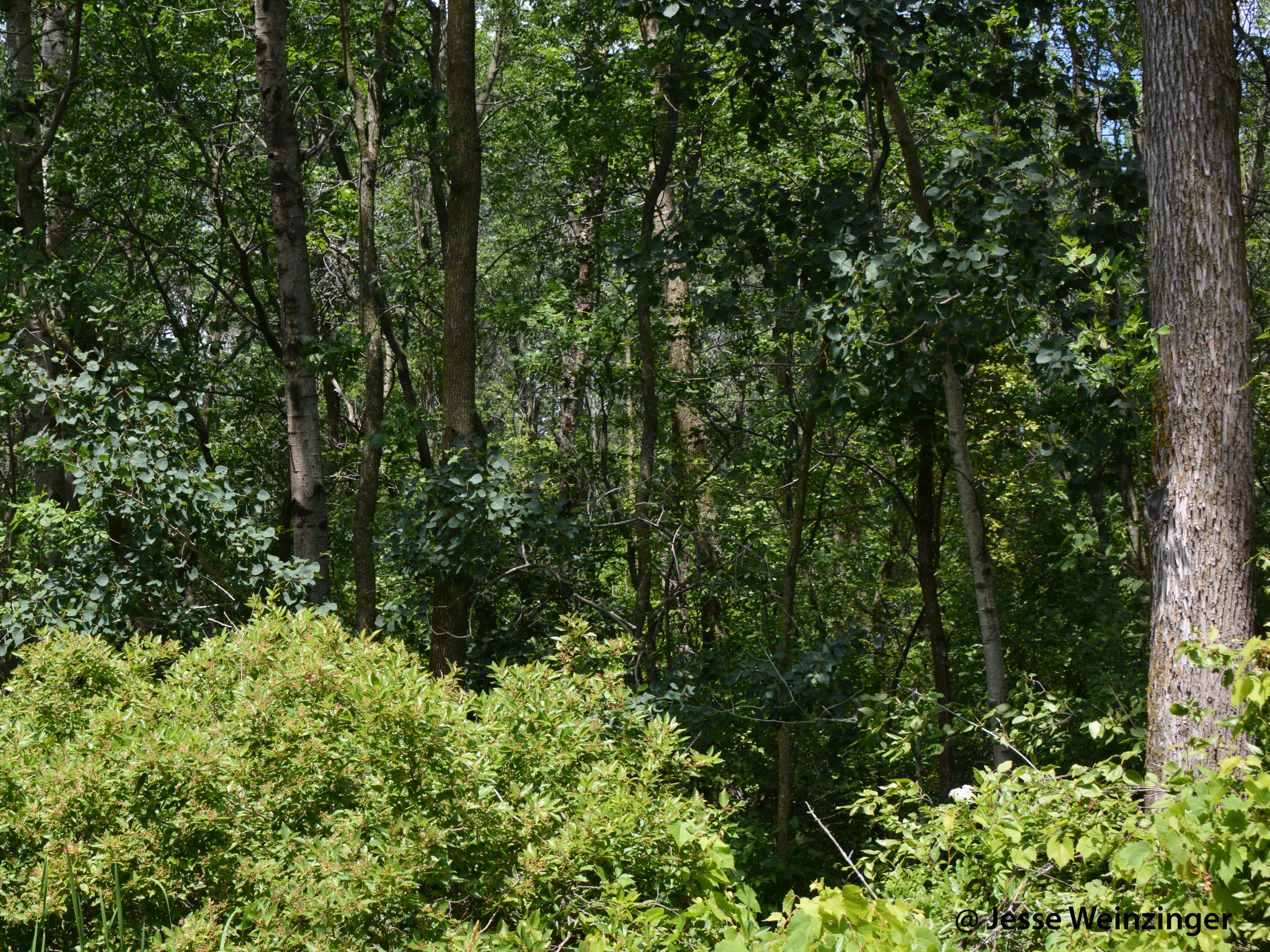 Hardwood Swamp