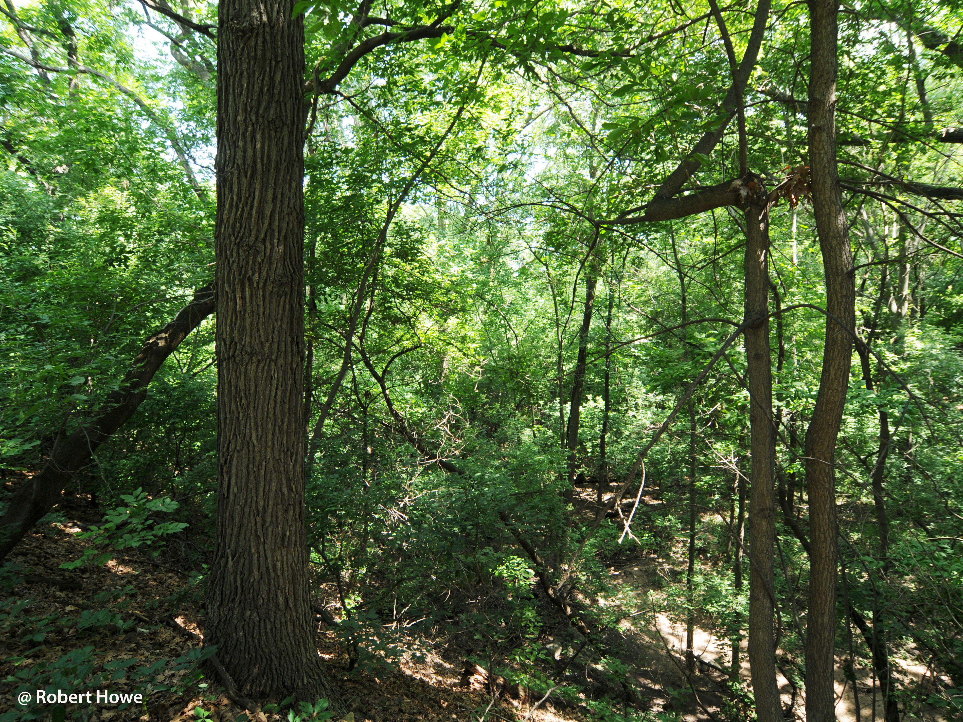 Northern Mesic Forest