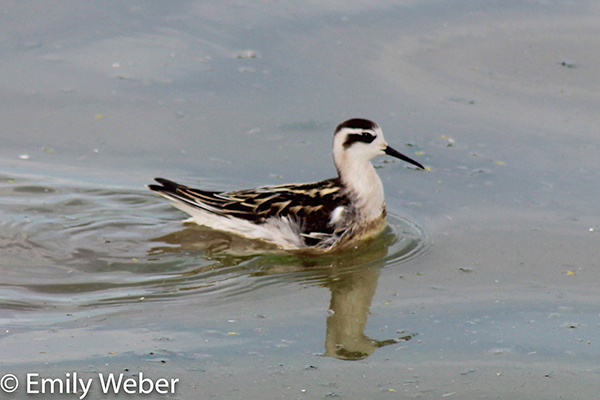 Wilsons phalarope shorebird on water
