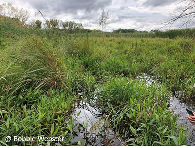 Tall grass at Point au Sable Nature Preserve. Photo by Bobbie Webster.