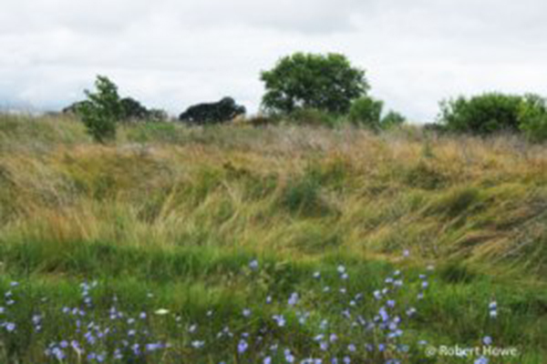 Grassland