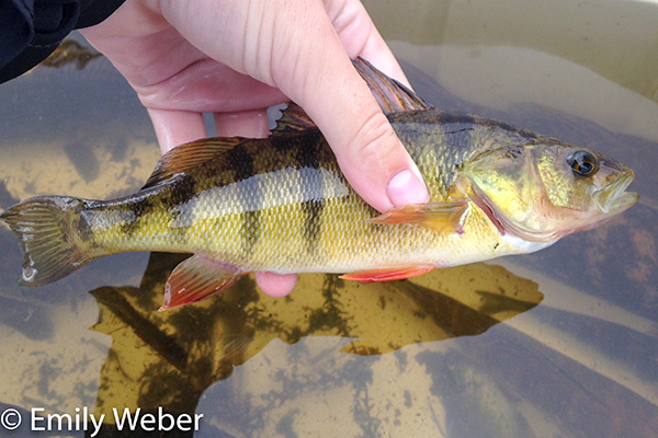 Hand holding perch fish in a bucket