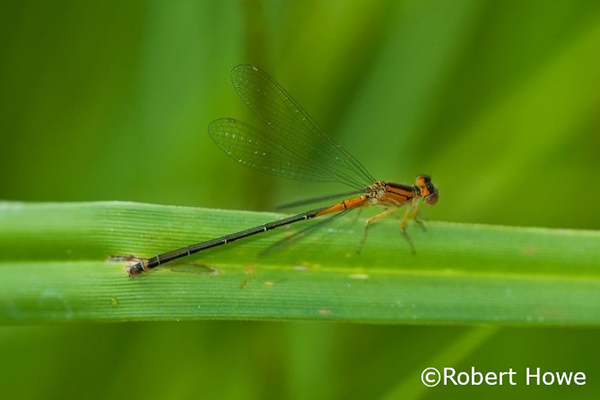 Orange damselfly