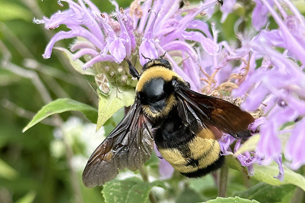 Bee on purple flower