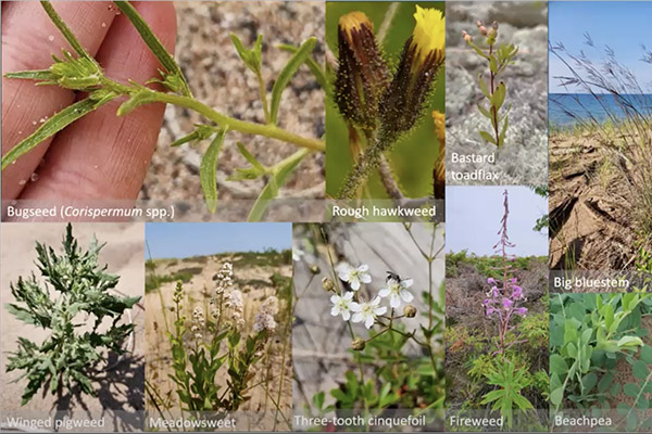 Plant identification images