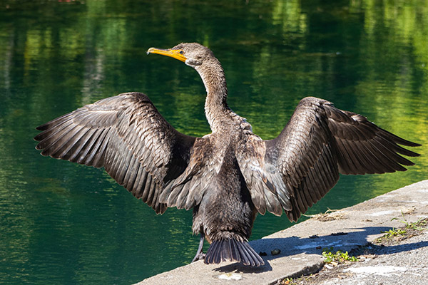 Double-crested Cormorant