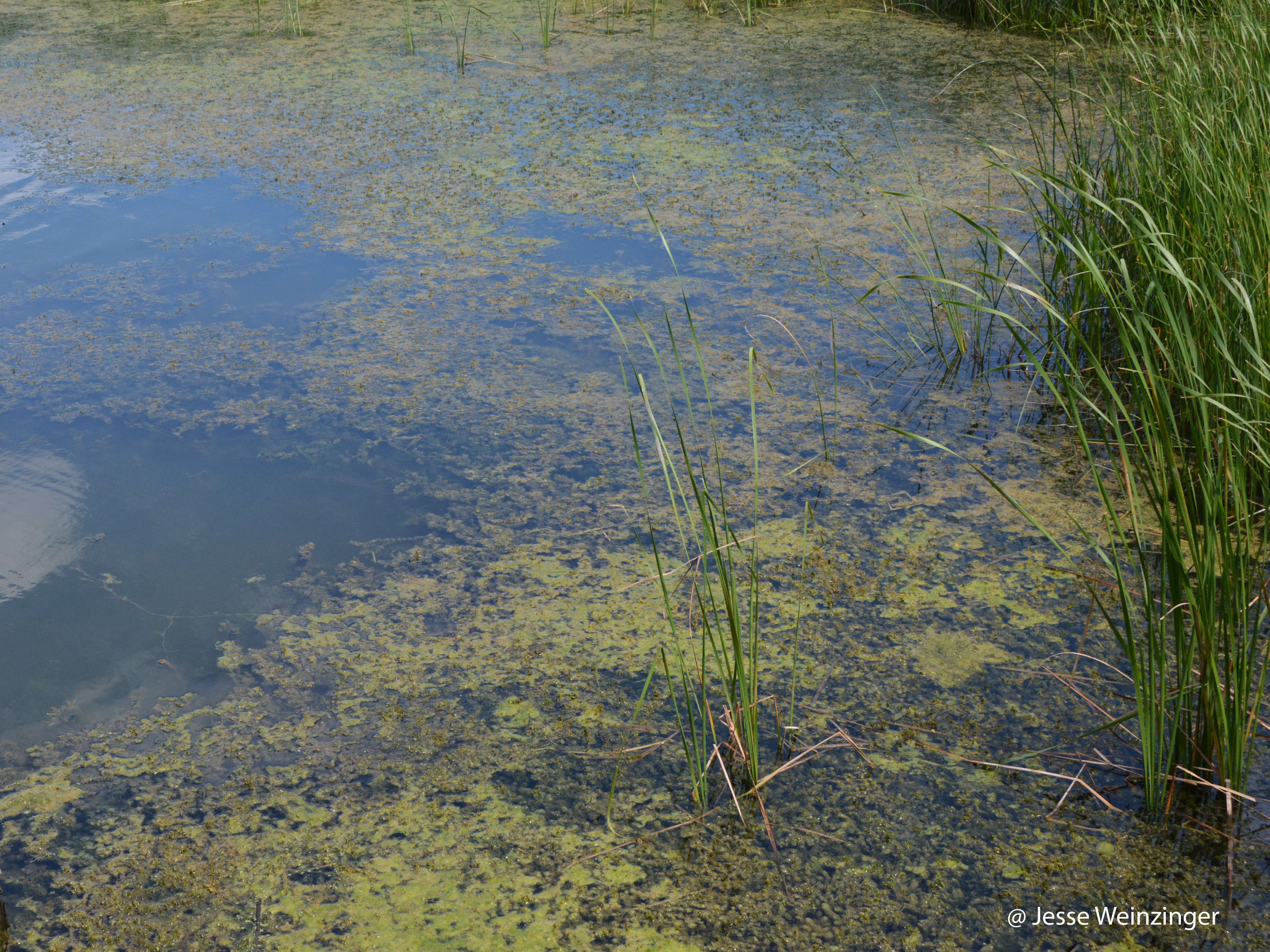 Submergent Marsh