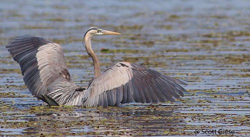 Bird in water