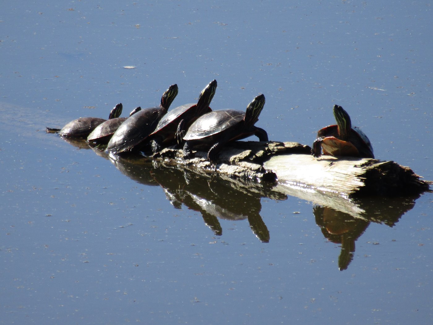 Turtles on a log in a lake.