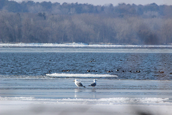 Green Bay Open Water East