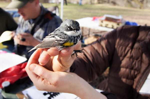 Close up of bird sitting on students hand during bird banding