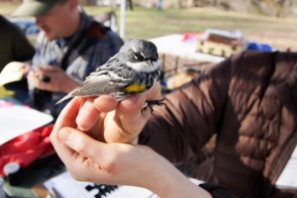 Close up of bird sitting on students hand during bird banding