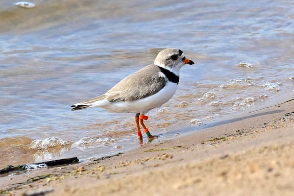 A bird on Cat Island