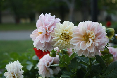 Photo of pink and ivory peonies.