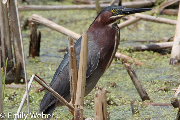 A Green Heron perched on a stick