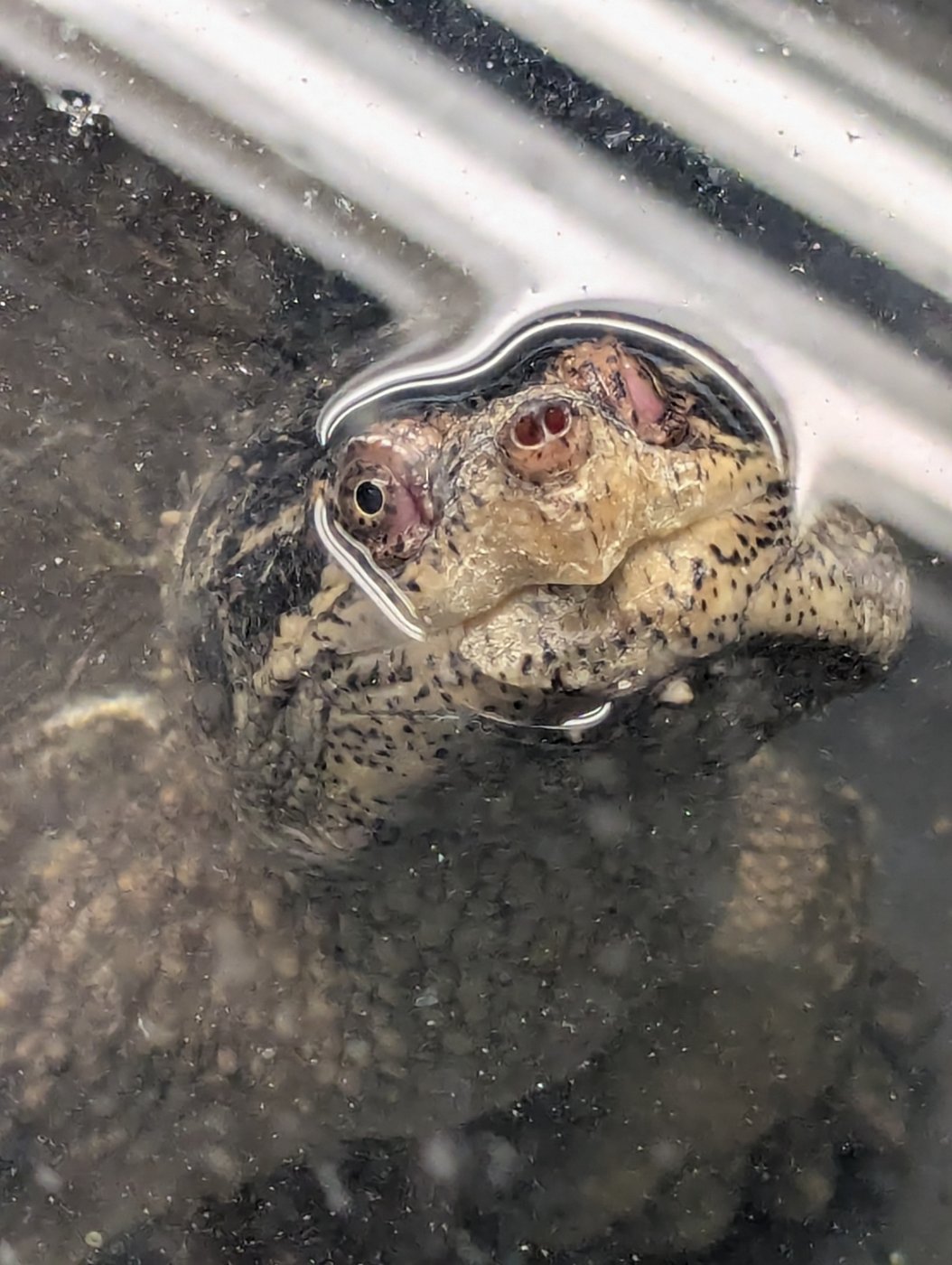 Photo of swimming turtle with its face above water.