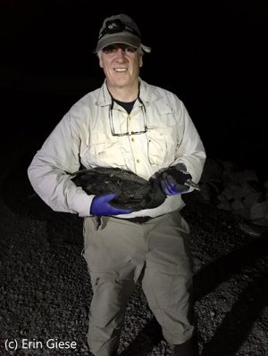 Bob How holding a double-crested Cormorant while bird banding