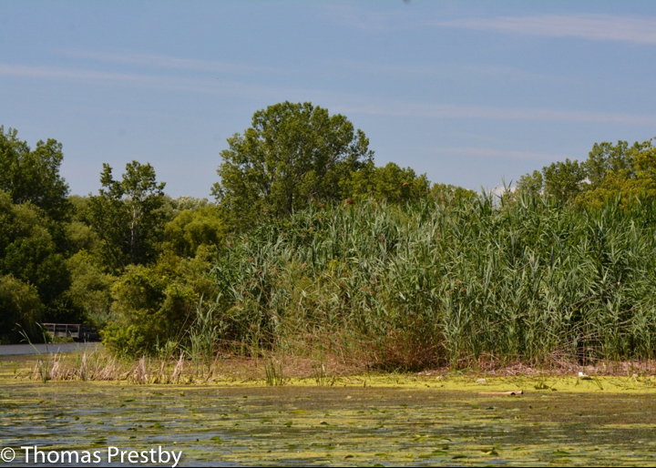 Emergent Marsh riparian