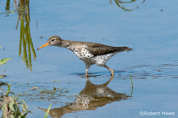 Spotted Sandpiper walking in shallow water