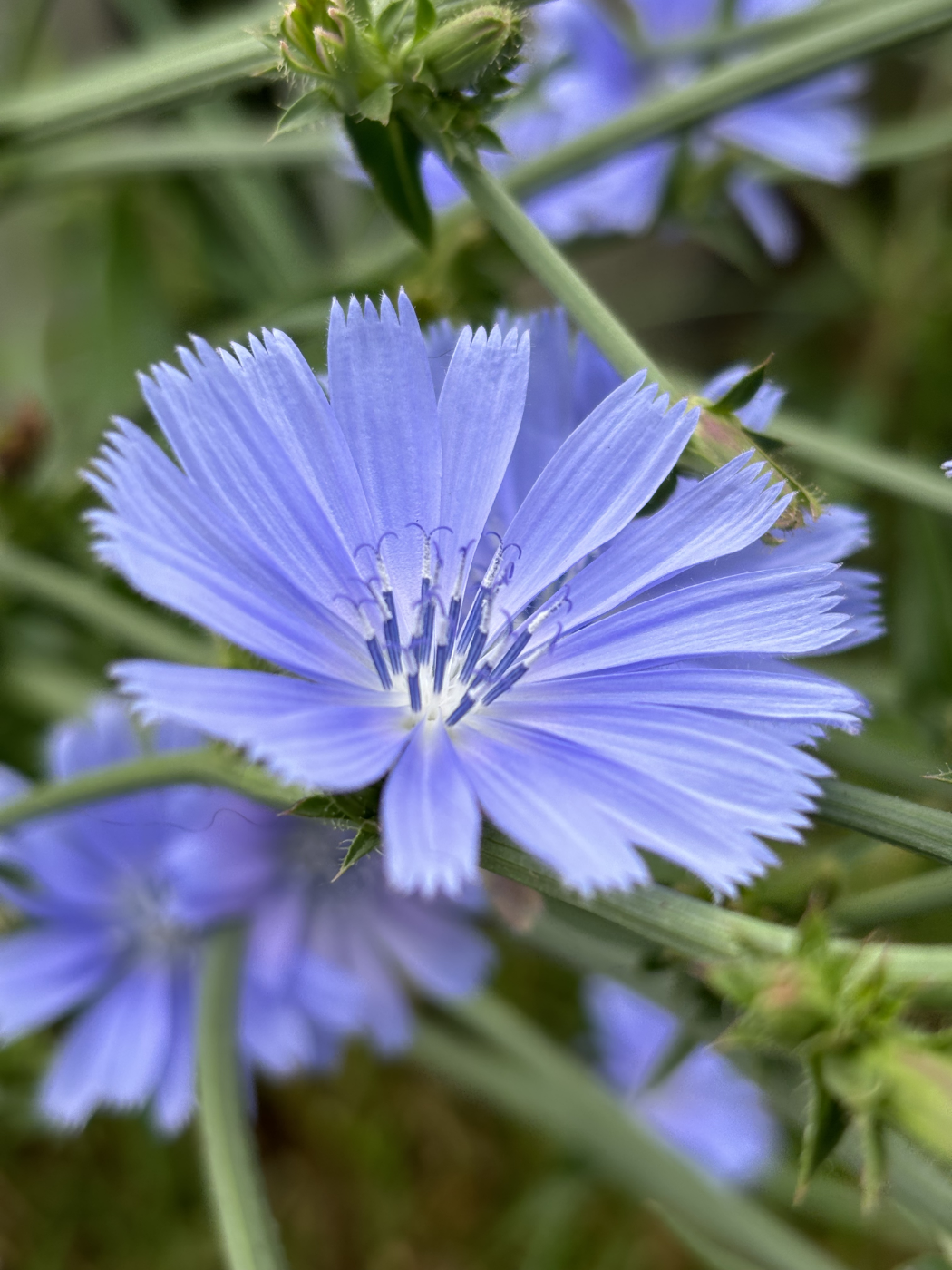 Photo of blue-violet flowers.