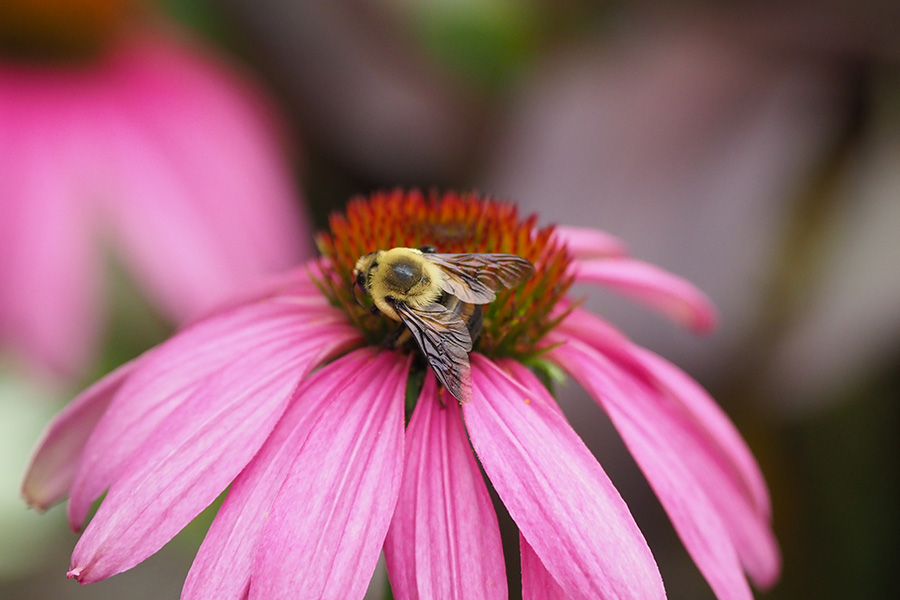 Closeup of a bee on a large pink flower