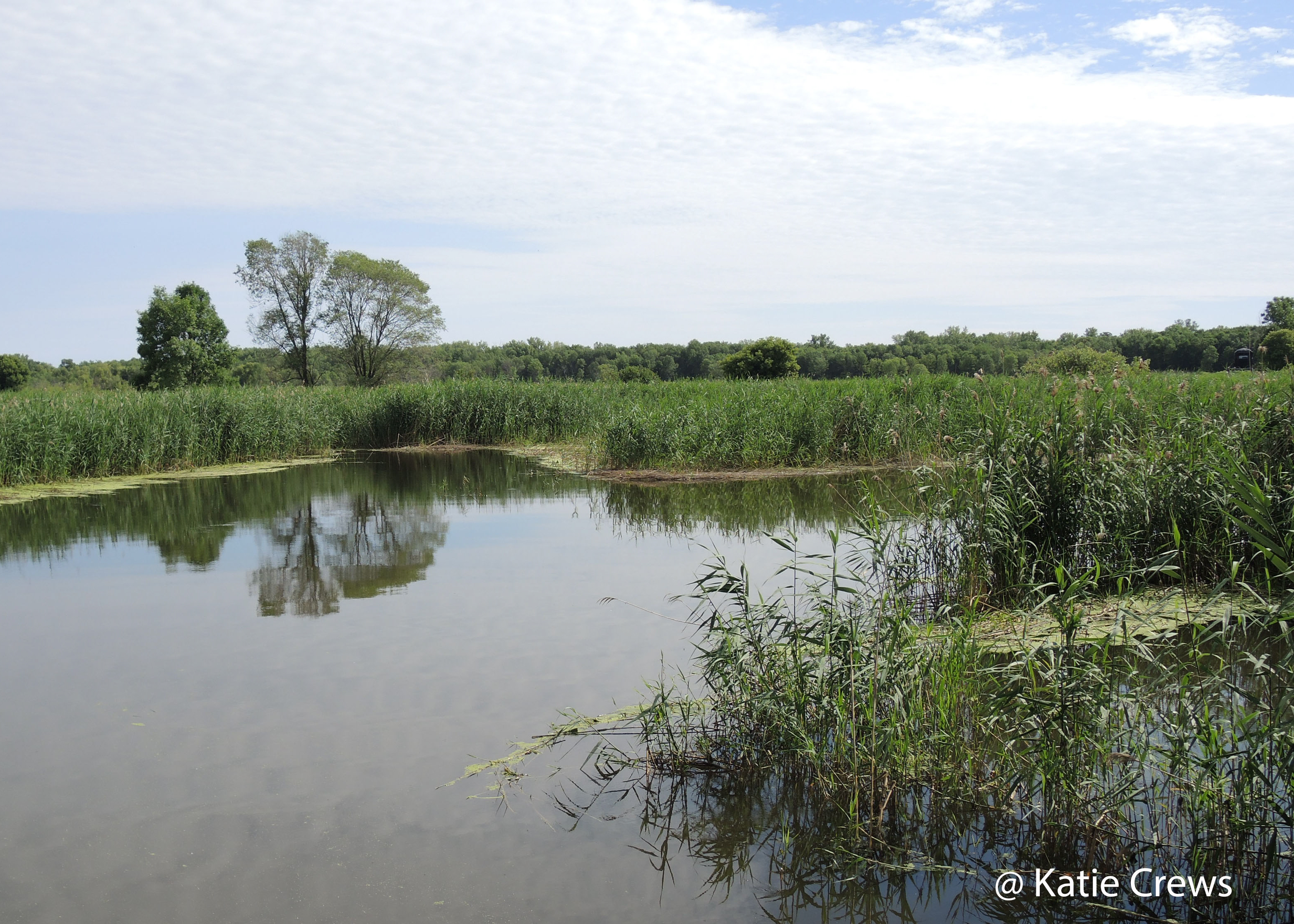 Emergent Marsh inland