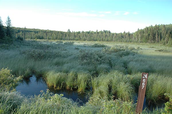 Nicolet National Forest marsh area