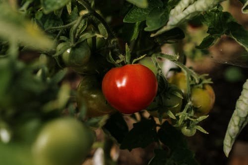 Ripe tomato on a vine