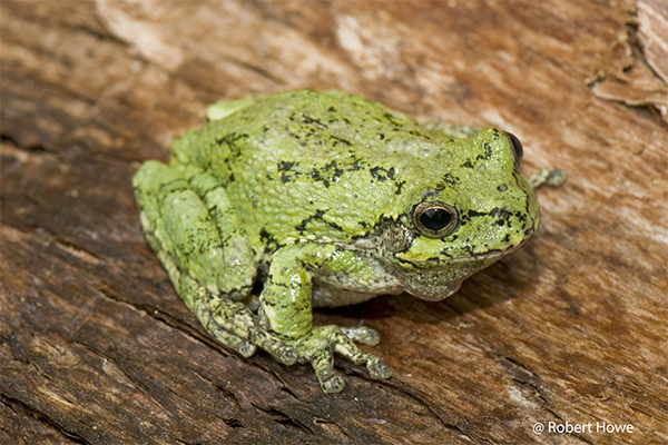 Treefrog