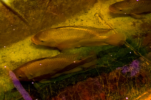 Farmory Fish