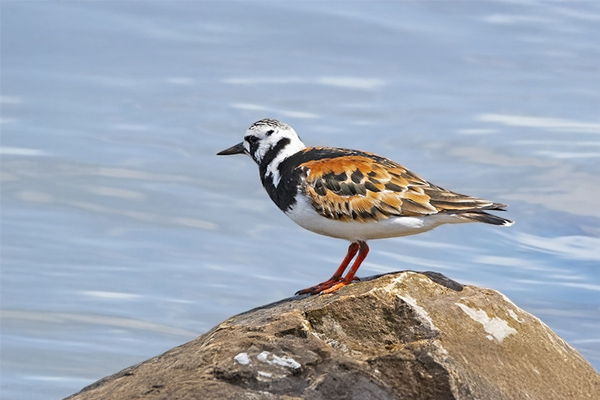 Ruddy Turnstone bird on a rock by water
