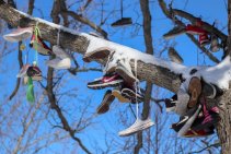 Shoe tree