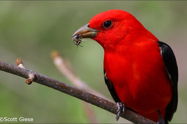 Scarlet Tanager bird on branch