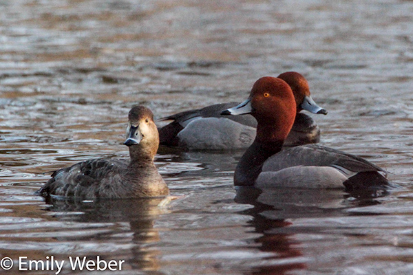Three Redhead ducks swimming