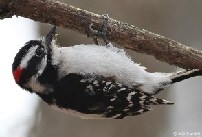 Woodpecker