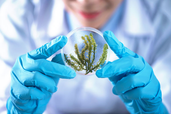 Scientist looks at specimen in petri dish