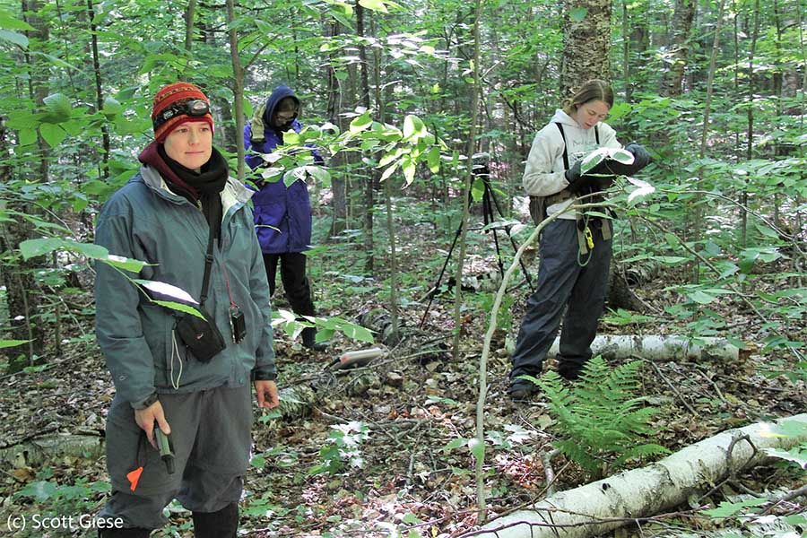 Nicolet NF Bird Survey