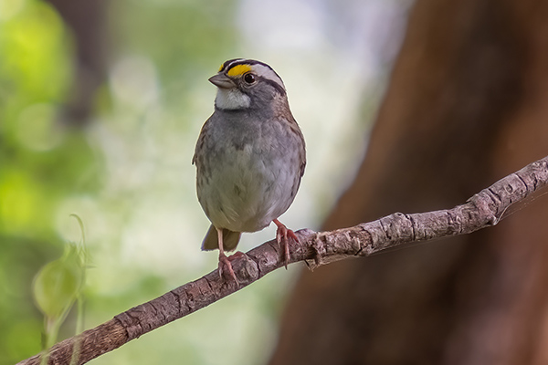 White-throated Sparrow
