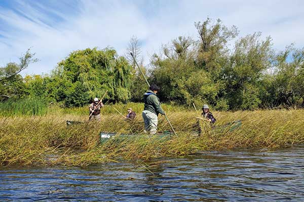 Students in canoes harvesting wild rice for Wild Rice in the Classroom projecct in September 2025