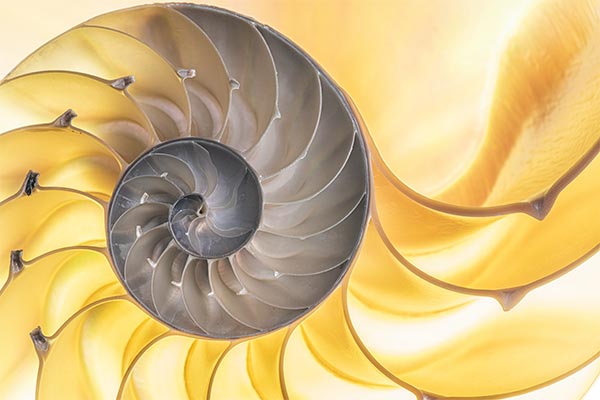 chambered nautilus shell logarithmic spiral