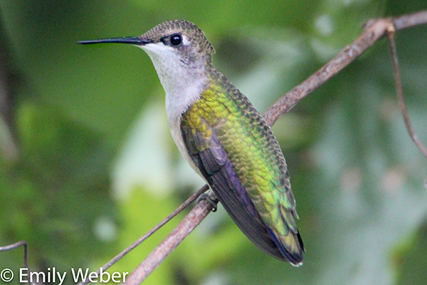 Hummingbird perched on twig