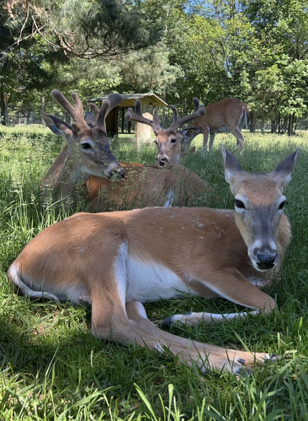 Five deer sitting or grazing in a meadow.