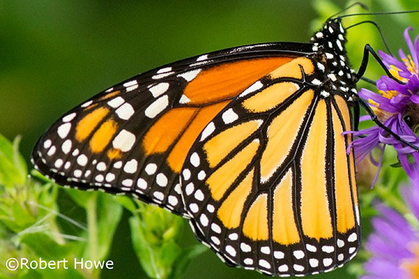 Monarch Butterfly