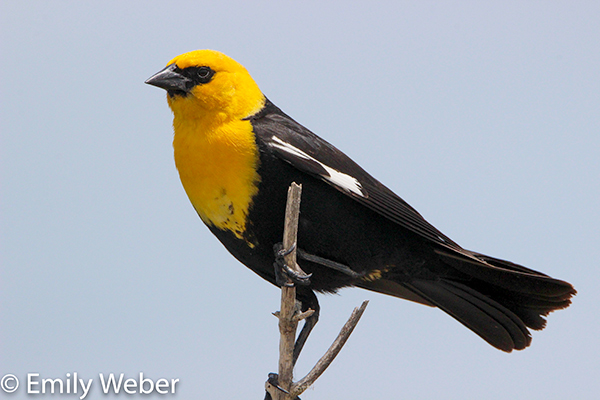 Yellow headed blackbird