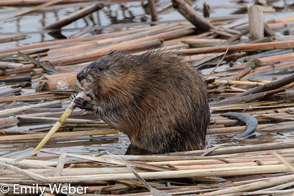Muskrat chewing on twig
