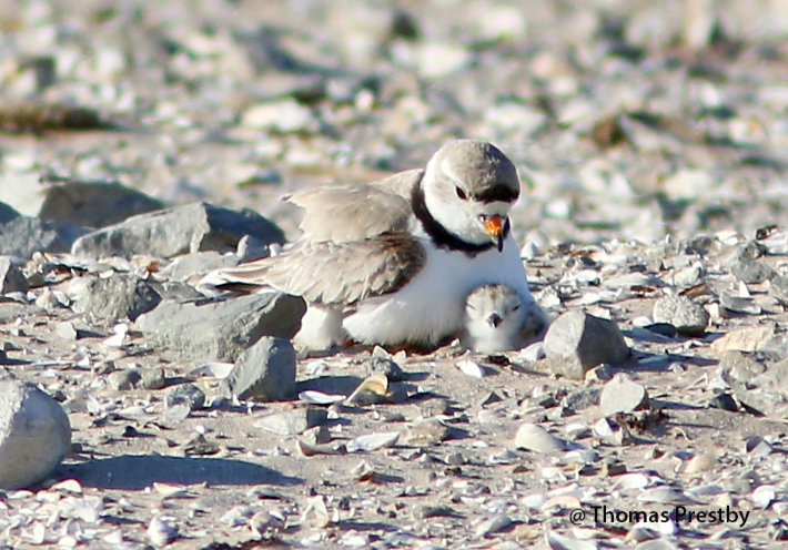 Shorebirds (breeding)