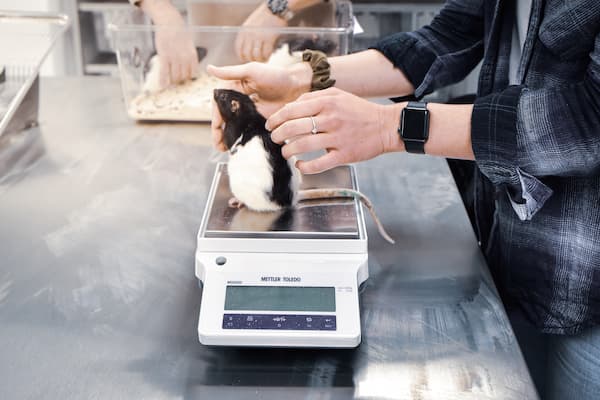 Students studies rats in lab